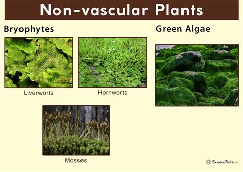 nonvascular definition|nonvascular medical.